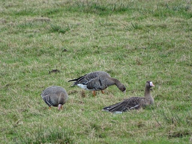 作的魅力 作的魅力