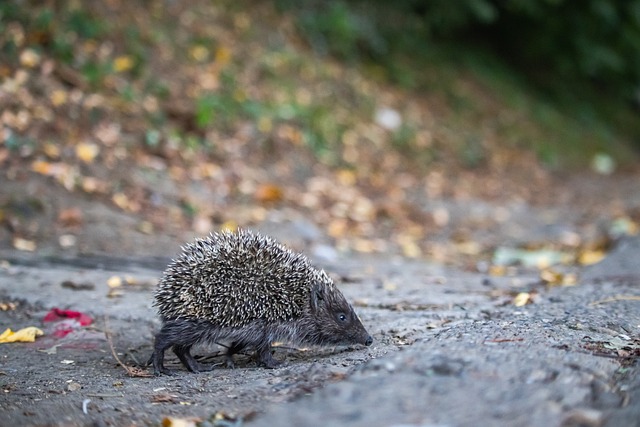 但在绿茵场 但在绿茵场